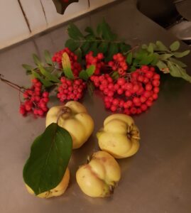Quince and Rowan berries
